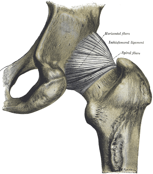 Gray's Anatomy illustration of the hip joint, front view. Best chiropractor for hip pain in New York City